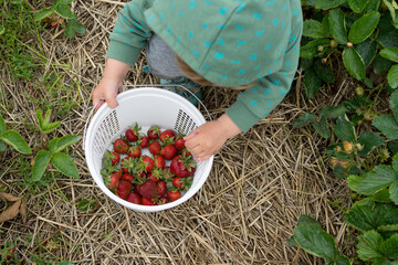 Young child filling a white plastic basket with strawberries; straw berry picking in a field