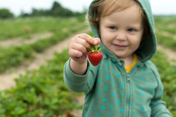 Toddler holding a strawberry while strawberry picking in a field