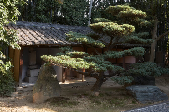 The beautiful artistically shaped pine tree in Toganji temple. Nagoya. Japan