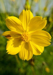close up photo or macro photo of beautiful yellow cosmos sulphureus flowers in the garden