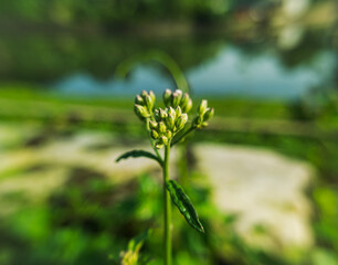 close up photo or macro photo of a flower with the scientific name Cyanthillium