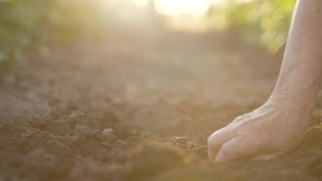 Elderly woman hand checking quality of fertile soil at sunset background. Female farmer taking soil in hand, ground falling through fingers, lit by bright sunlight. Close up, Slo motion