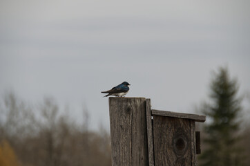 Tree Swallow on a Bird House