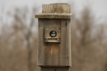 Tree Swallow in a Bird House