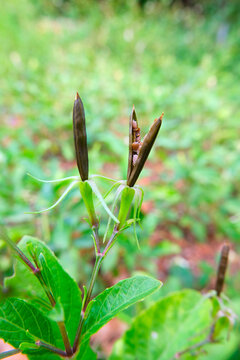 The dry seed pods of Waterkanon, Watrakanu,Minnieroot, Iron root, Feverroot, Popping pod, Trai-no, Toi ting.(Ruellia tuberosa)