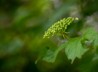 Close up of a green flowering plant