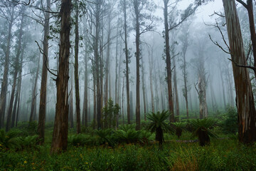 The Alpine National Park Is The Largest National Park In Victoria, Australia, and is slowly recovering after devastating bushfires several years ago.