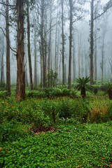 The Alpine National Park Is The Largest National Park In Victoria, Australia, and is slowly recovering after devastating bushfires several years ago.