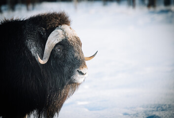 Musk Ox in Alaska