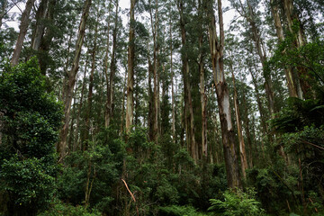 The Alpine National Park Is The Largest National Park In Victoria, Australia, and is slowly recovering after devastating bushfires several years ago.