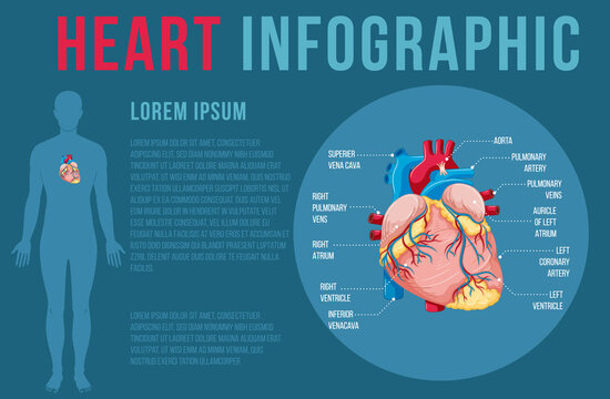 Human internal organ with heart