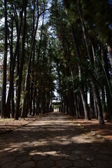 path between trees and gardens, sidewalk with nature around