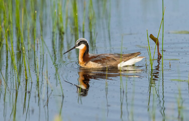 Wilson's Phalaropes chase water bugs  in swamps and ponds