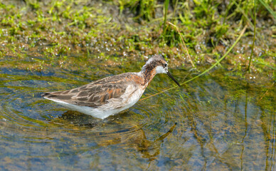 Wilson's Phalaropes chase water bugs  in swamps and ponds