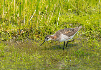 Wilson's Phalaropes chase water bugs  in swamps and ponds