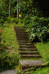 stairs in the middle of the rainforest, lead to ecological success