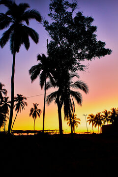 silhouettes of palm trees and evening and sunset in pie de la cuesta, acapulco guerrero 