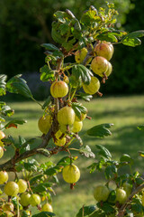 Gooseberry or European gooseberry (Ribes uva-crispa). Unripe green organic gooseberries in the garden.