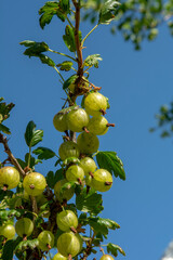 Gooseberry or European gooseberry (Ribes uva-crispa). Unripe green organic gooseberries in the garden.