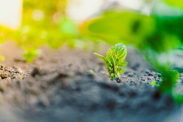 A young potato bush grows in the soil in a garden bed