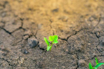 The first parsley sprout close-up grows in the soil. Growing greens in the home garden