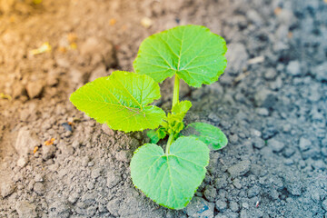 A young green sprout of zucchini with large leaves close-up grows in the soil on a garden bed, in the evening at sunset