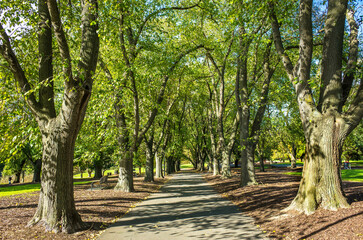 Background texture of concrete walking path surrounded by large trees in an urban park. The beautiful natural environment in Coburg Lake Reserve, Melbourne, Australia. Copy space for text.
