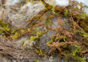 シジュウカラの巣
