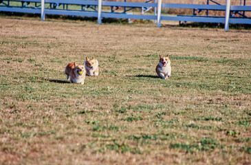 Corgis running in field with ball in mouth