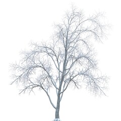 Winter tree in the snow isolated on white background 3d illustration