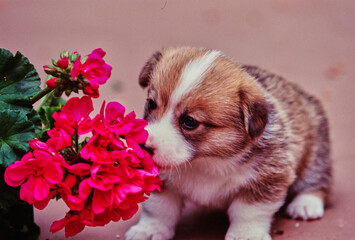 Corgi puppy sniffing pink flowers
