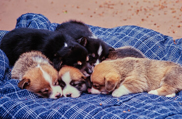 Corgi puppies asleep on blue blanket