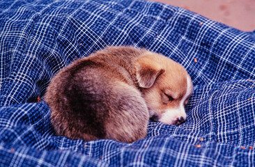 Corgi puppy asleep on blue blanket
