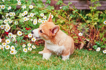 Corgi puppy on grass in front of white flowers