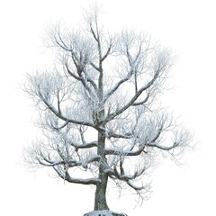 Winter tree in the snow isolated on white background 3d illustration