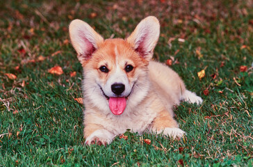 Naklejka na ściany i meble Corgi puppy in grass