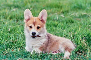 Corgi puppy laying in grass chewing on stick