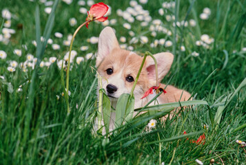 Corgi puppy in grass with white flowers