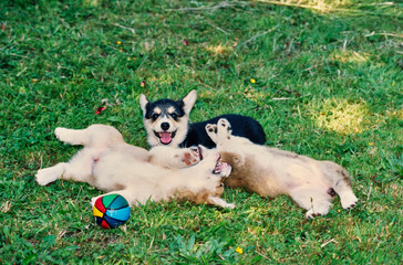 Naklejka na ściany i meble Corgi puppies laying in grass with ball