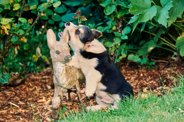 Corgi puppies in garden chewing deer ornament