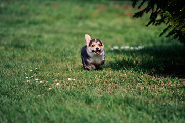 Corgi puppy running through field with white flowers