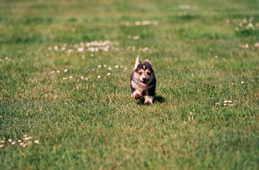 Corgi puppy running through field with white flowers