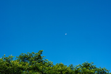 Rain Tree Branches Against Crescent Blue Sky.