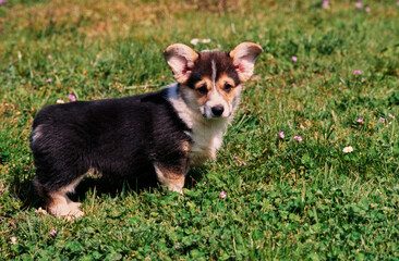 Corgi puppy in grass