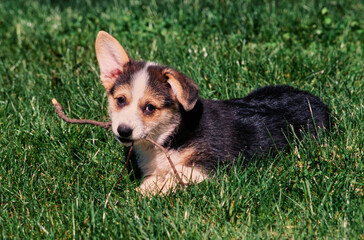 Corgi puppy in grass chewing stick