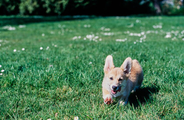 Corgi running in grass with white flowers