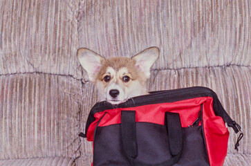 Corgi on couch in red and black bag
