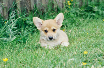 Naklejka na ściany i meble Corgi puppy outside on grass with yellow flowers