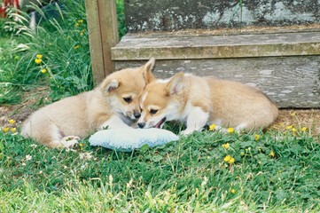 Corgi puppies outside chewing on stuffed toy