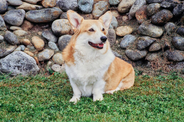 Corgi on grass in front of rocks